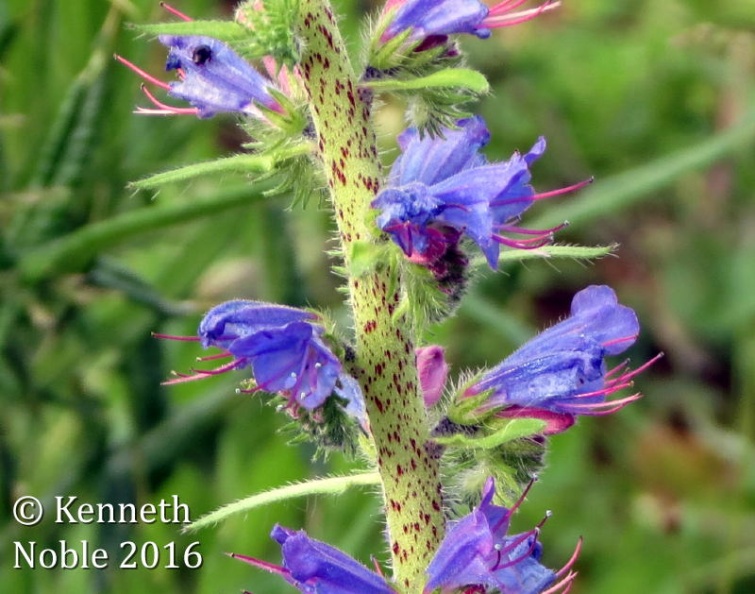 Vipers bugloss ex IMG_4972 (800).JPG